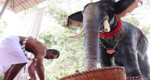 Video : Hindus Turn To Robotic Temple Elephants To End Animal Cruelty