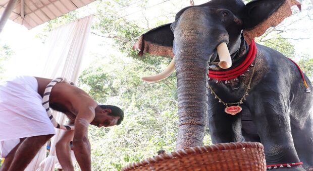 #htmlcaption_51301 Video : Hindus Turn To Robotic Temple Elephants To End Animal Cruelty