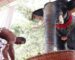 Video : Hindus Turn To Robotic Temple Elephants To End Animal Cruelty