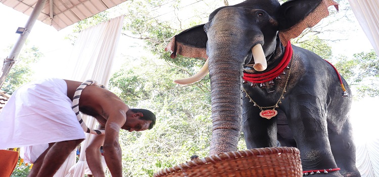 Video : Hindus Turn To Robotic Temple Elephants To End Animal Cruelty