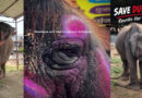 Video : Rising Hindu Voices Calling Out To Free Hindu Temple Elephants