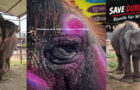 Video : Rising Hindu Voices Calling Out To Free Hindu Temple Elephants