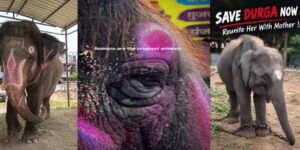 Video : Rising Hindu Voices Calling Out To Free Hindu Temple Elephants
