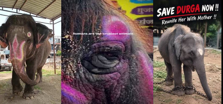 Video : Rising Hindu Voices Calling Out To Free Hindu Temple Elephants